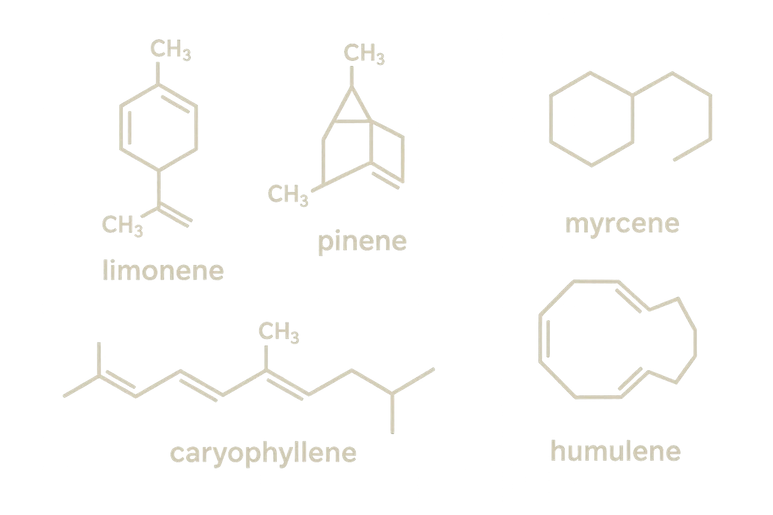 Terpene profile chart showing Chocolope strain's complex aromatic compounds