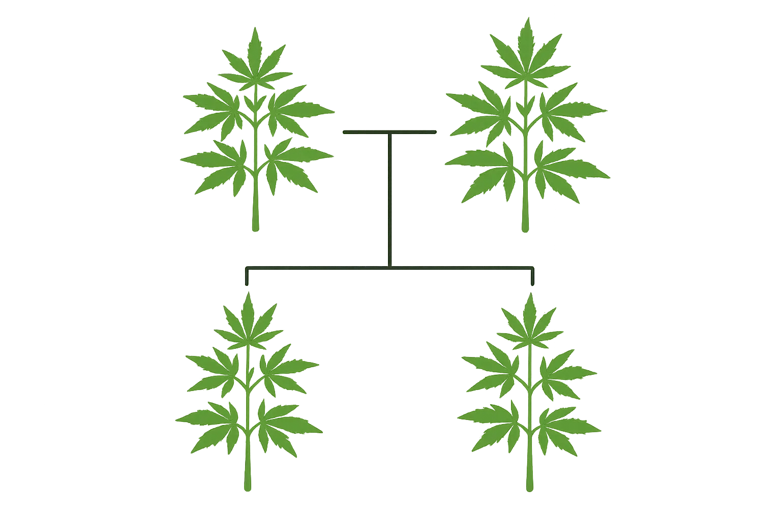 Love Potion strain genetics and breeding information