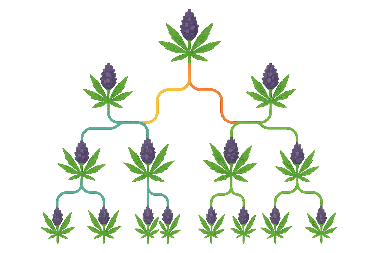 Cannabis breeding genetics family tree diagram