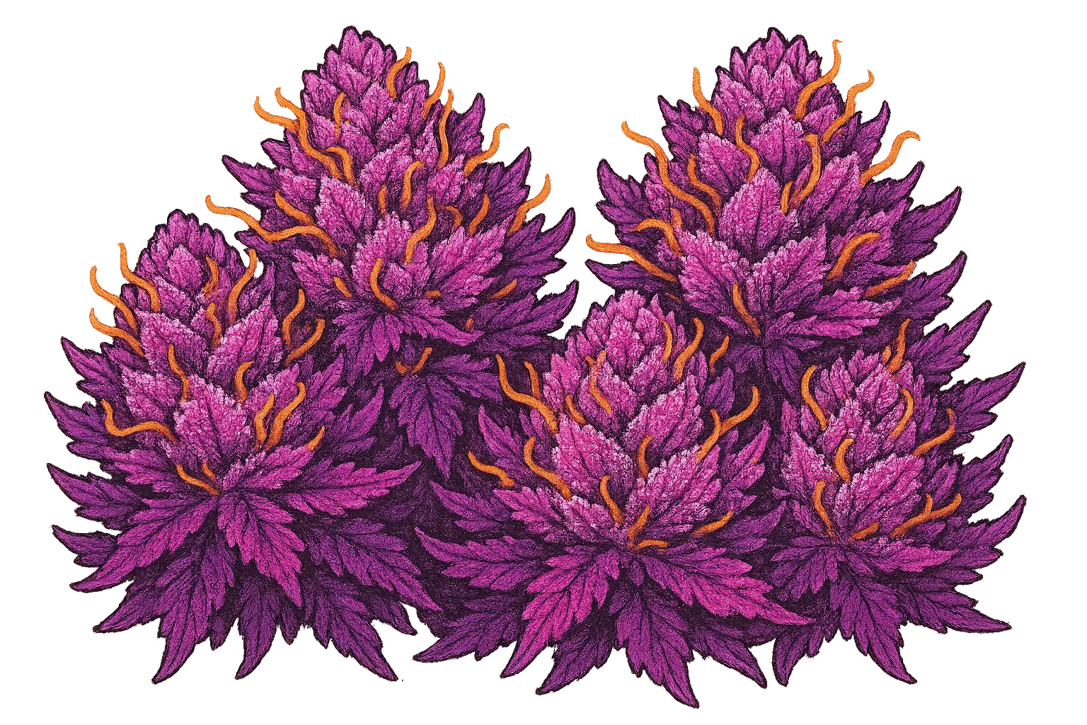 Pink Rozay cannabis strain buds with pink and purple hues
