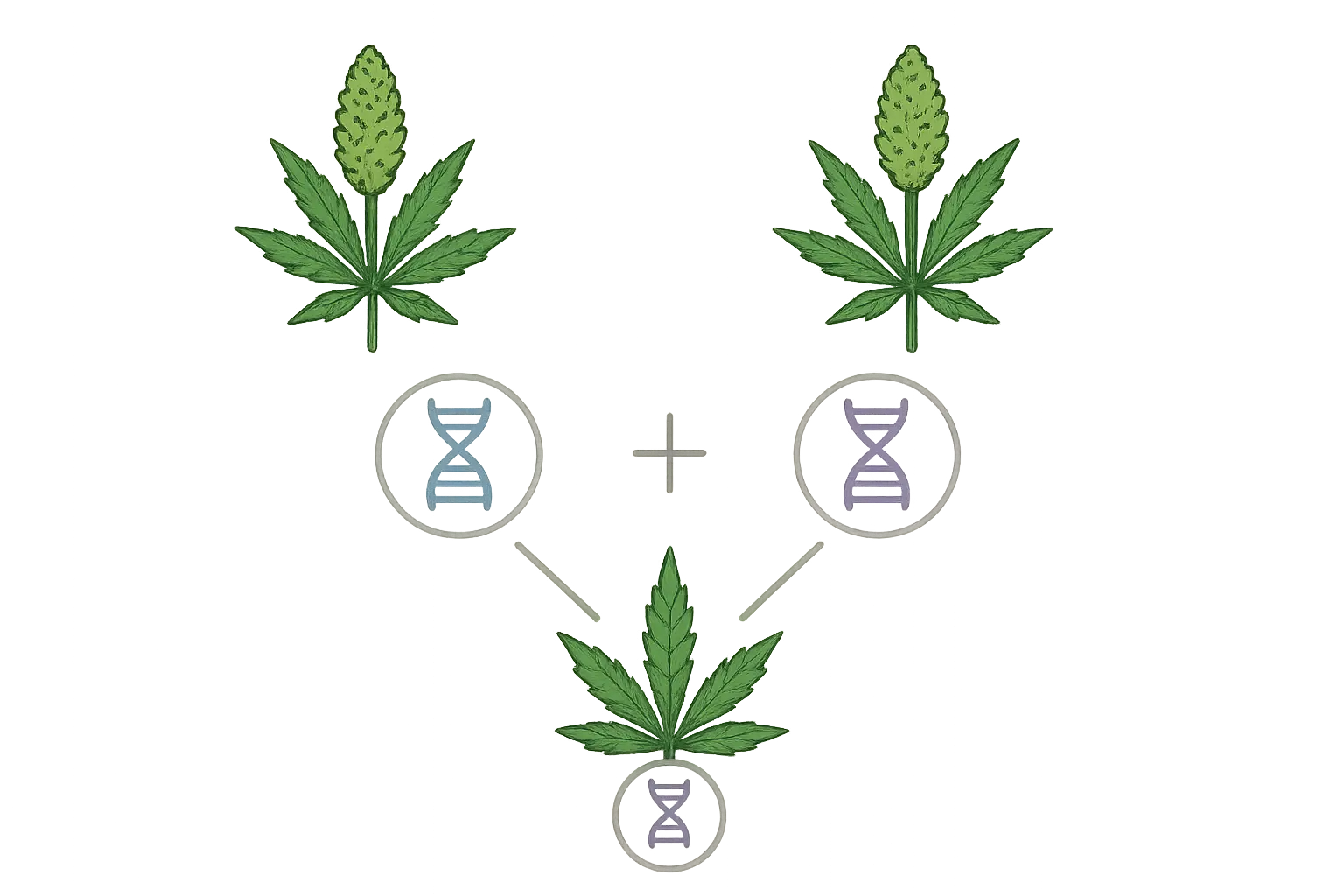 Jelly Breath strain parent genetics diagram showing Mendo Breath and Do-Si-Dos lineage