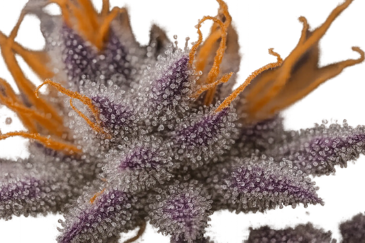 Close-up of Blueberry Muffin strain showing trichome coverage